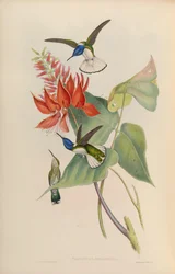 Florisuga mellivora